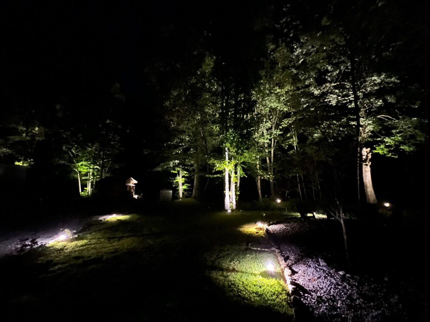 A group of trees lit up at night by lights.